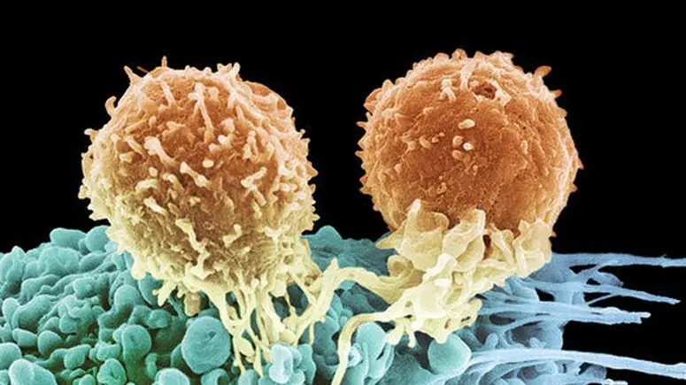 Un'immagine al microscopio dei Car (chimeric antigen receptor)