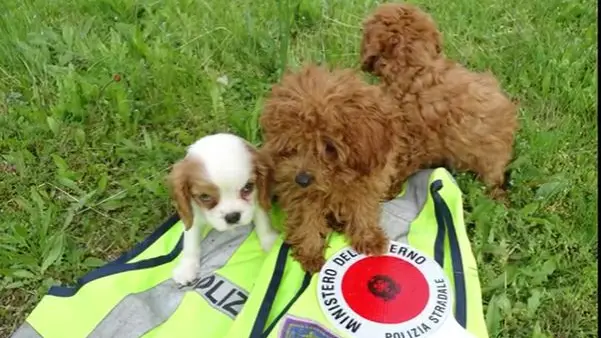 Alcuni dei cagnolini rinvenuti nell'automobile fermata a San Giorgio