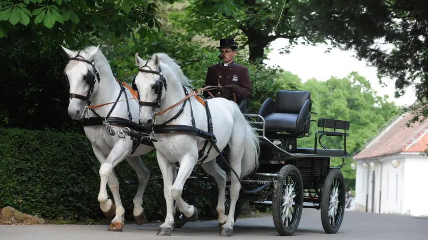 Una carrozza trainata da cavalli lipizzani