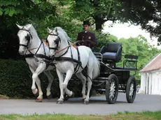 Una carrozza trainata da cavalli lipizzani