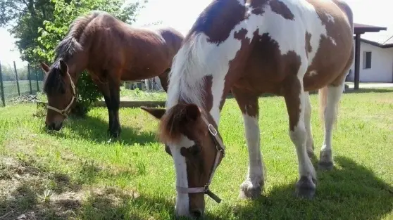 Due cavalli in una foto di archivio