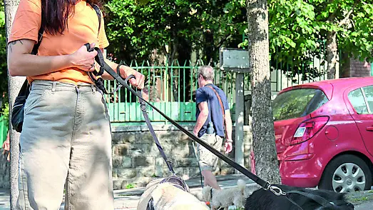 Cani durante una passeggiata