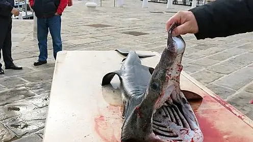 Lo squalo pescato a Pirano