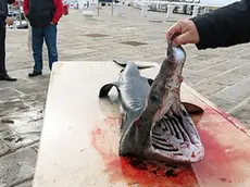 Lo squalo pescato a Pirano