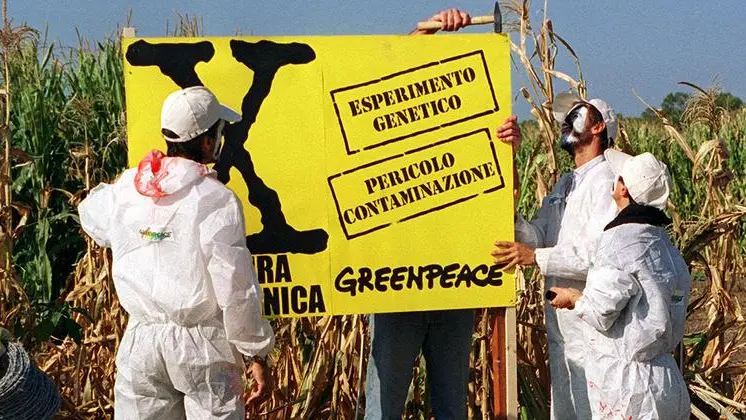 A23 - 19980922 - ROMA - CRO - AMBIENTE: 'BLITZ' GREENPEACE CONTRO 'SUPER -PIANTE' MONSANTO - Un momento del blitz di Greenpeace, questa mattina, contro le colture modificate geneticamente della Monsanto a Maccarese (Roma). Un 'commando' ambientalista, dopo aver ispezionato le colture di mais e soia transgenica, riscontrando ''gravissime irregolarita''', ha tinto di rosso e circondato con filo spinato due campi sperimentali, delimitando la zona con cartelli con la scritta ''X esperimento genico, pericolo contaminazione''. Oggi stesso, Greenpeace ha provveduto ad inoltrare un esposto alle Procure di Venezia, Roma e Piacenza in cui si denuncia la pericolosita' delle sperimentazioni. SIMONE PAGANO/ANSA.