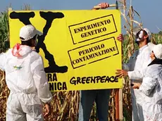 A23 - 19980922 - ROMA - CRO - AMBIENTE: 'BLITZ' GREENPEACE CONTRO 'SUPER -PIANTE' MONSANTO - Un momento del blitz di Greenpeace, questa mattina, contro le colture modificate geneticamente della Monsanto a Maccarese (Roma). Un 'commando' ambientalista, dopo aver ispezionato le colture di mais e soia transgenica, riscontrando ''gravissime irregolarita''', ha tinto di rosso e circondato con filo spinato due campi sperimentali, delimitando la zona con cartelli con la scritta ''X esperimento genico, pericolo contaminazione''. Oggi stesso, Greenpeace ha provveduto ad inoltrare un esposto alle Procure di Venezia, Roma e Piacenza in cui si denuncia la pericolosita' delle sperimentazioni. SIMONE PAGANO/ANSA.