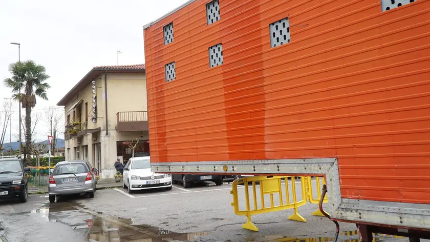 Gli animali del circo di Vienna accanto al bar (Marega)