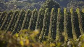 Colline con le vigne di Prosecco