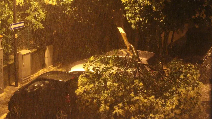 L'albero caduto all'incorcio tra via Bellosguardo e via Carli immortalato da Andrea Riccobon