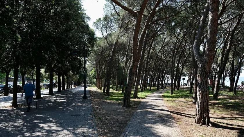 La pineta di Barcola fotografata sabato mattina da Massimo Silvano