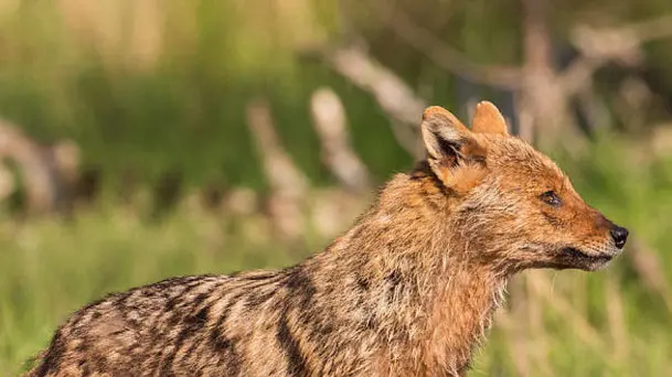 Sciacallo dorato (Canis aureus)