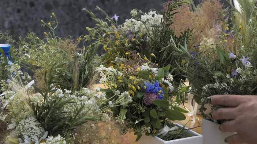 Piantine "carsoline"