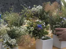 Piantine "carsoline"