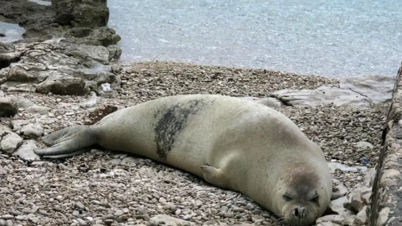 L'esemplare di foca monaca diventata la mascotte delle spiagge istriane