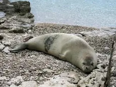 L'esemplare di foca monaca diventata la mascotte delle spiagge istriane