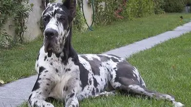 Questa varietà è quella con dimensione maggiore, con un'altezza che in alcuni casi raggiunge il metro. Di dimensioni giganti l'Alano è un cane di portamento nobile; è massiccio, muscoloso ed elegante. la testa è lunga, stretta, con un evidente salto naso-frontale e canna nasale ampia. Il collo è lungo e forte; le zampe anteriori perfettamente appiombate e quelle posteriori dotate di larghe cosce; i piedi sono tondi con unghie scure e corte. La coda è abbastanza lunga, raggiunge la punta del garretto. Gli occhi dell'Alano sono circolari, quasi sempre scuri, vispi e svegli; le sue orecchie erette, lunghe, tagliate e a punta; i denti sono forti, a forbice, di colore bianco. Il pelo è corto, denso, aderente e luminoso; il colore di base è il bianco, senza punteggiature, chiazzato irregolarmente di nero su tutto il corpo. Non sono desiderate le macchie grigie o brune.