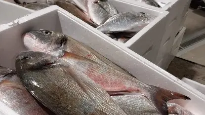 Alcune delle grandi orate pescate nella notte da "Sampei"