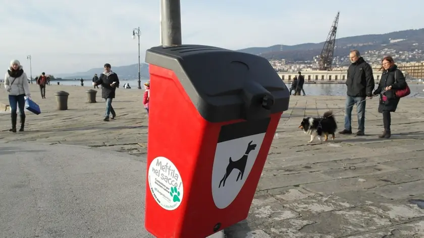 Uno dei nuovi contenitori per i bisogni dei cani (Lasorte)