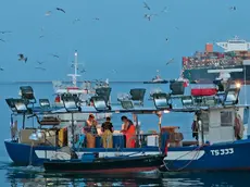 Una barca di pescatori al lavoro nel golfo di Trieste in un’immagine d’archivio. (Foto Massimo Silvano)