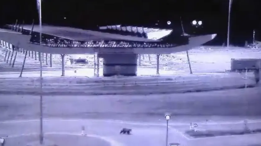 L'orso immortalato dalle telecamere nel parcheggio del Tiare Shopping