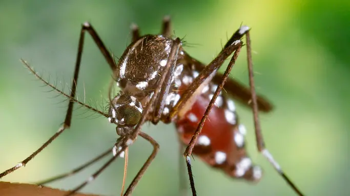 2002, Atlanta, Georgia, USA --- A blood-engorged female Aedes albopictus mosquito feeds on a human host. Under successful experimental transmission, Aedes albopictus has been found to be a vector of West Nile Virus. --- Image by © CDC/PHIL/CORBIS