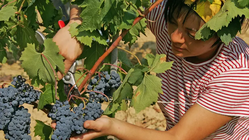 Una giovane impegnata nella vendemmia