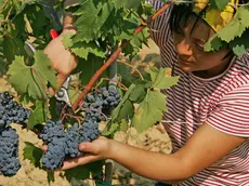 Una giovane impegnata nella vendemmia