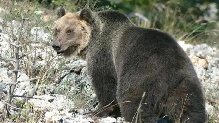 L'orso M49 in una foto postata su Facebook dal ministro dell'Ambiente Sergio Costa. FACEBOOK SERGIO COSTA +++ATTENZIONE LA FOTO NON PUO' ESSERE PUBBLICATA O RIPRODOTTA SENZA L'AUTORIZZAZIONE DELLA FONTE DI ORIGINE CUI SI RINVIA+++