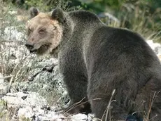 L'orso M49 in una foto postata su Facebook dal ministro dell'Ambiente Sergio Costa. FACEBOOK SERGIO COSTA +++ATTENZIONE LA FOTO NON PUO' ESSERE PUBBLICATA O RIPRODOTTA SENZA L'AUTORIZZAZIONE DELLA FONTE DI ORIGINE CUI SI RINVIA+++
