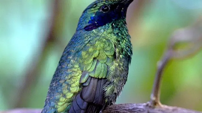 sterle trieste parco tropicale di miramare la serra tropicale dove si trovano i colibrì