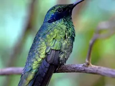 sterle trieste parco tropicale di miramare la serra tropicale dove si trovano i colibrì