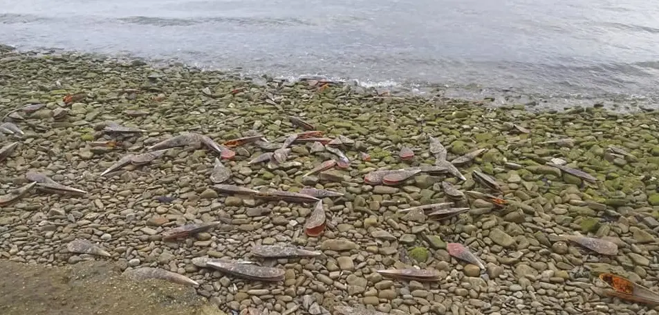 Una delle foto pubblicate ieri sui social da Acqua Mission Trieste