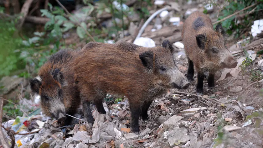 Un branco di cinghiali mentre cerca cibo ai margini di un bosco del Carso