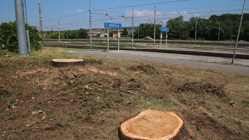 La base degli alberi segati vicino alle rotaie (Bumbaca)
