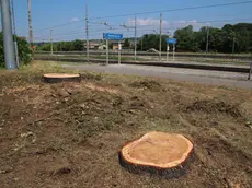 La base degli alberi segati vicino alle rotaie (Bumbaca)