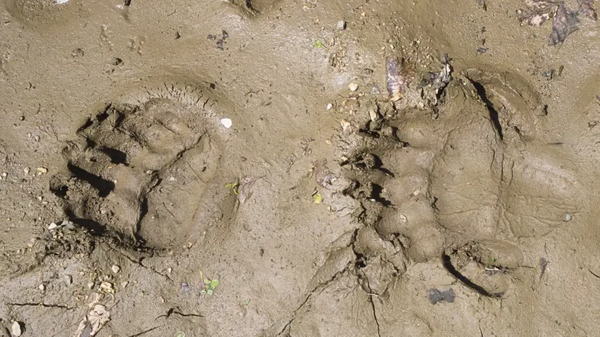 Impronte di orso sul Carso sloveno immortalate da Roberto Valenti