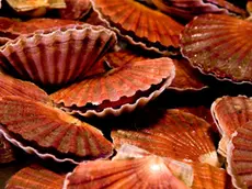 La raccolta di molluschi subisce uno stop in alcuni tratti della costa triestina