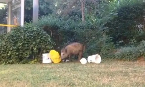 Il cinghiale rovista nel giardino del condominio (dal filmato realizzato da un residente e trasmesso da Tele4)