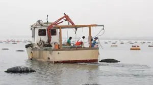 Coltivazioni di cozze nel golfo triestino