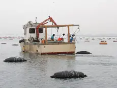 Coltivazioni di cozze nel golfo triestino