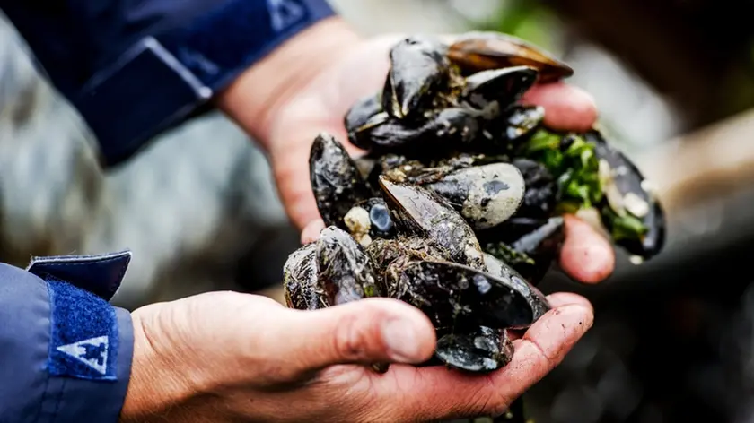 Cozze appena tirate fuori dall’acqua di mare