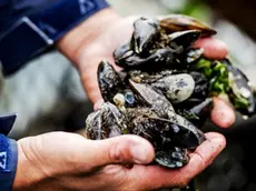 Cozze appena tirate fuori dall’acqua di mare