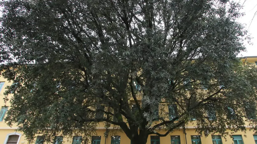 Bonaventura Monfalcone-09.04.2019 Faggio-Scuola elementare-Duca d'Aosta-Monfalcone-foto di Katia Bonaventura