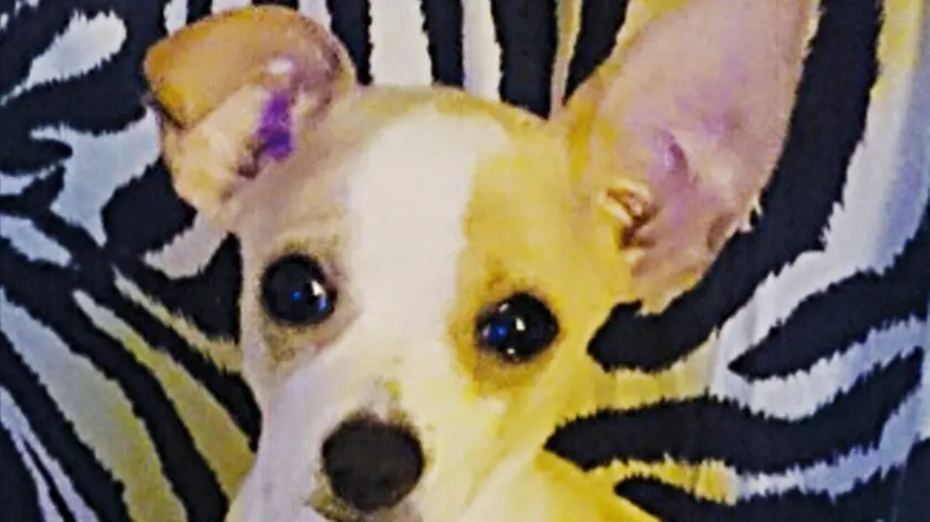 Chicco, il chihuahua scomparso da via Battera lo scorso giovedì