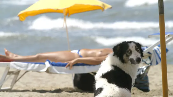 ++++++++RPT CORRETTA+++++++++++ 20050823 - ROMA - CRO - BAUPRIDE,I CANI SFILANO PER DIFENDERE LA LORO SPIAGGIA 27/8 SU LITORALE ROMA, UNICO ARENILE ATTREZZATO PER QUATTROZAMPE - Una immagine di archivio, datata 9 luglio 2004, ritrae un cane che guarda l'obiettivo mentre si gode il fresco sotto l'ombrellone di uno stabilimento. E' stato indetto per il 27 e 28 agosto a Passoscuro, sul litorale vicino Roma, un 'Baupride' per esprimere la necessita' di voler portare con se' i propri animali domestici, anche in vacanza o in spiaggia. ETTORE FERRARI / ANSA - ARCHIVIO / RED