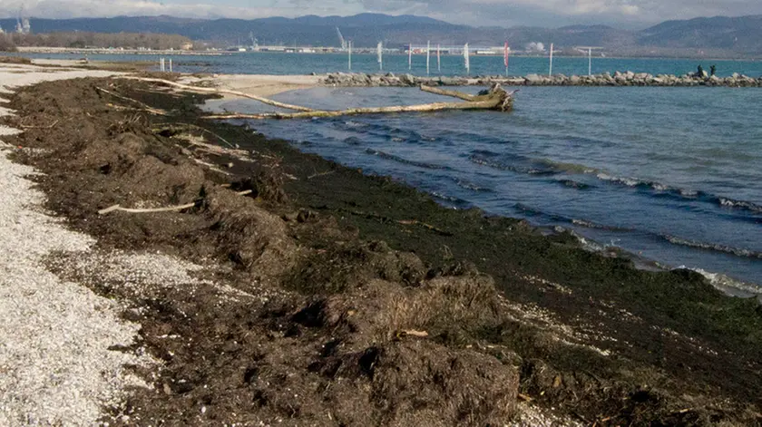 Bonaventura Monfalcone-13.02.2016 Rifiuti-Marina Julia-foto di Katia Bonaventura