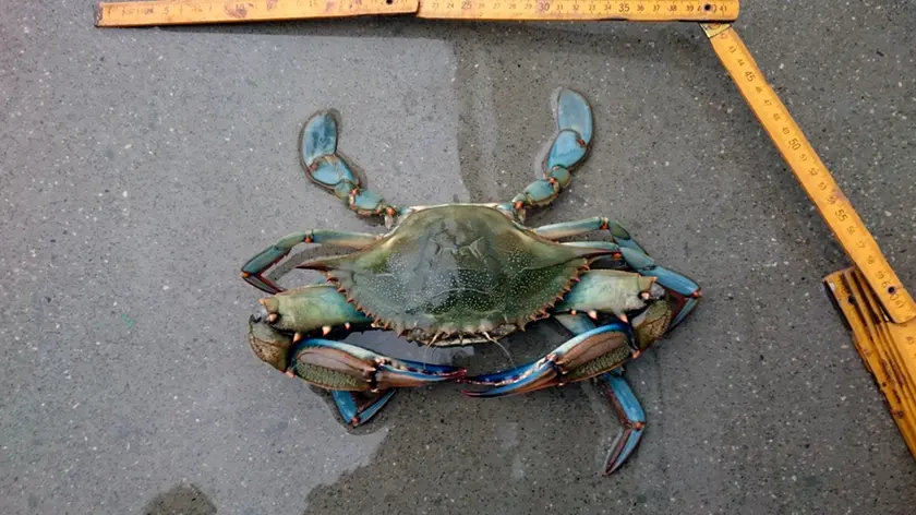 Il granchio blu pescato a Grado