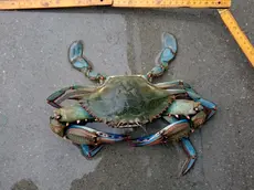 Il granchio blu pescato a Grado