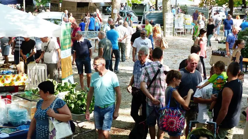 Bumbaca Gorizia 15.08.2015 Gradisca Mostra ornitologica ferragosto Fotografia di Pierluigi Bumbaca