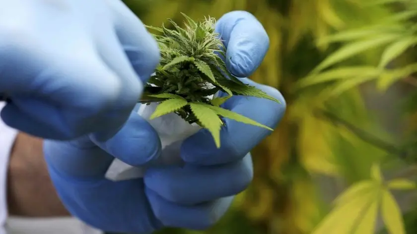 Piante di cannabis utilizzate a scopo terapeutico